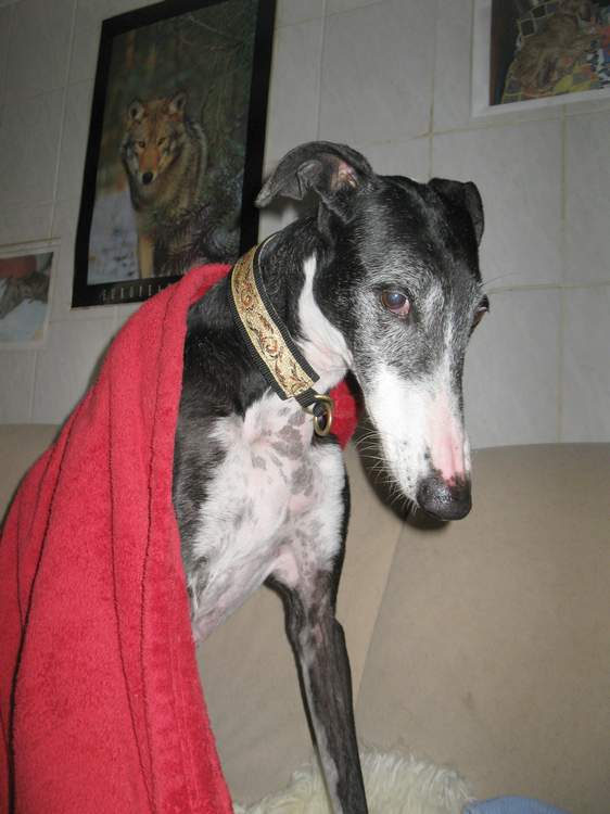 Galga VEGA Img_2964wvhv