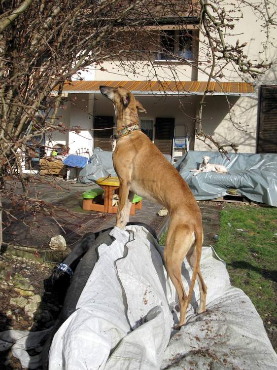 Galga Kimara (Pruna) aus San Anton sucht - happy-land.ch - Seite 6 Img_32128o5o