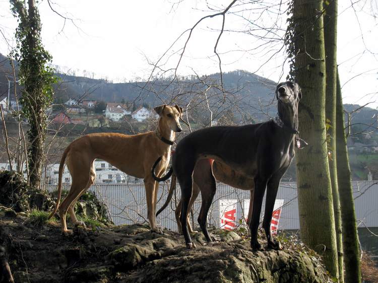 Galga Kimara (Pruna) aus San Anton sucht - happy-land.ch - Seite 6 Img_32338pn2