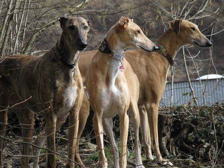 Galga Kimara (Pruna) aus San Anton sucht - happy-land.ch - Seite 6 Img_3797wmho