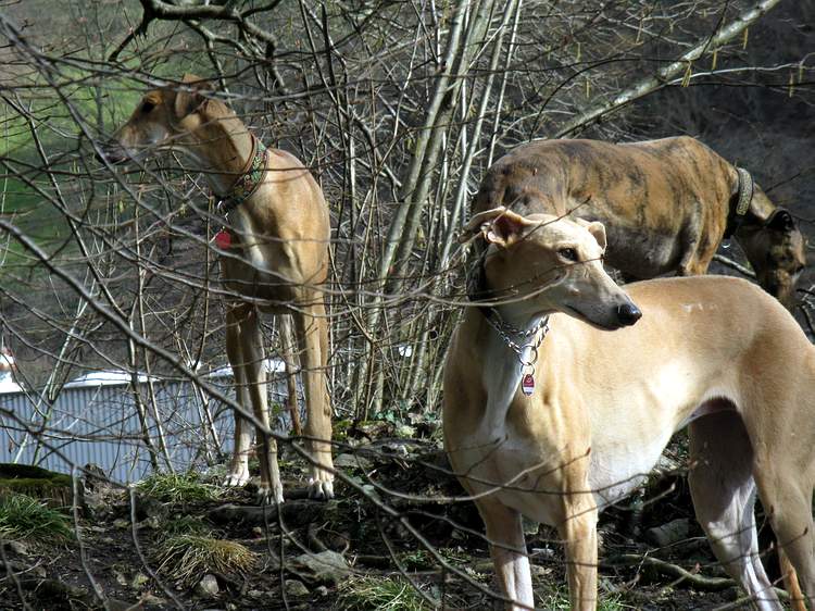 Galga Kimara (Pruna) aus San Anton sucht - happy-land.ch - Seite 6 Img_3800f7x7