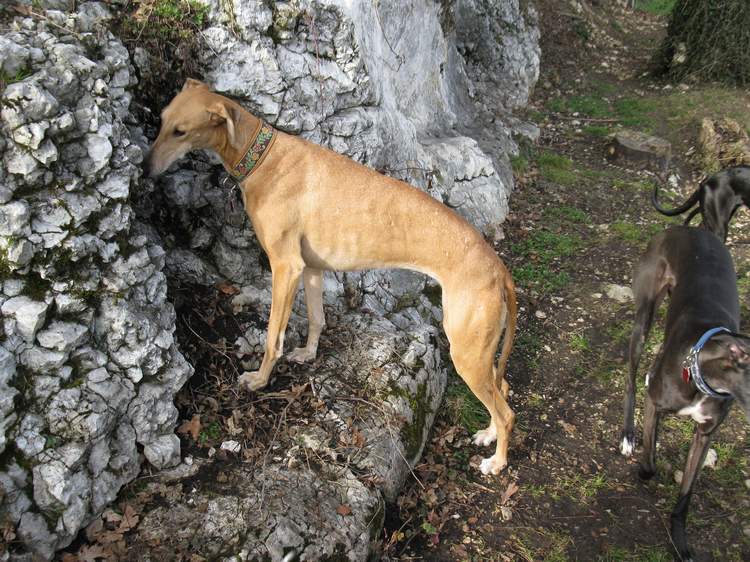 Galga Kimara (Pruna) aus San Anton sucht - happy-land.ch - Seite 6 Img_388298b2