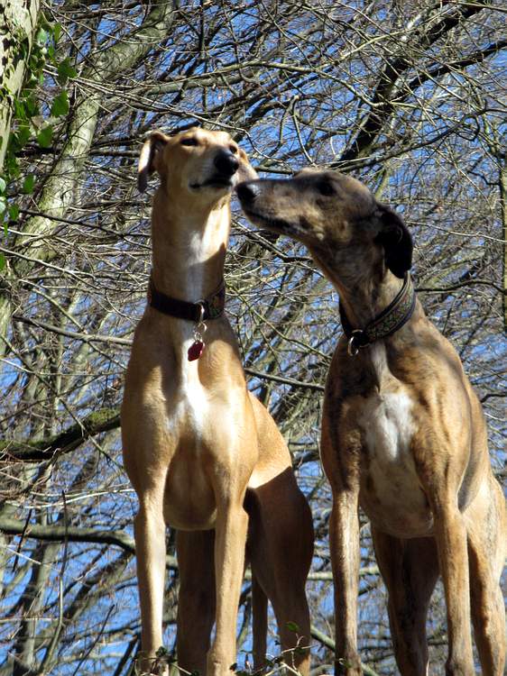 Galga Kimara (Pruna) aus San Anton sucht - happy-land.ch - Seite 6 Img_4073vqp9