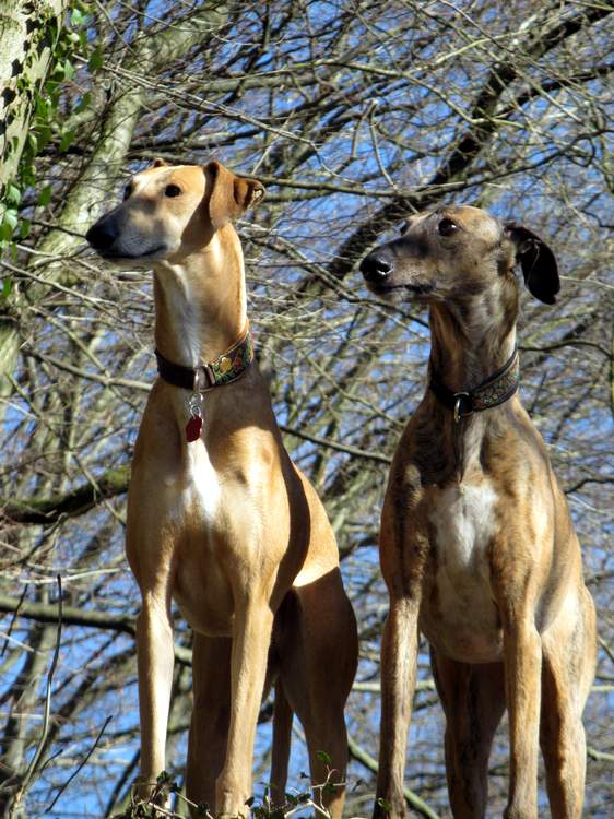 Galga Kimara (Pruna) aus San Anton sucht - happy-land.ch - Seite 6 Img_4074hssn