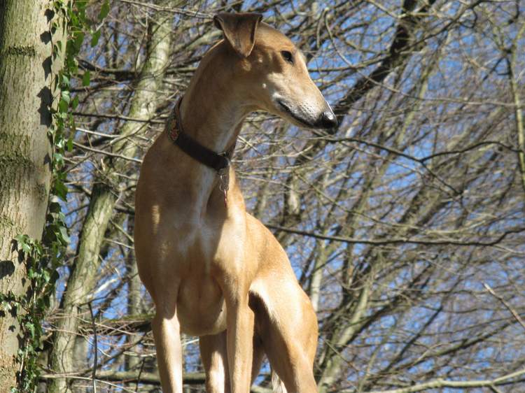 Galga Kimara (Pruna) aus San Anton sucht - happy-land.ch - Seite 6 Img_40798s8n