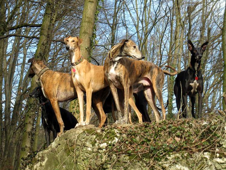 Galga Kimara (Pruna) aus San Anton sucht - happy-land.ch - Seite 6 Img_41115hnc