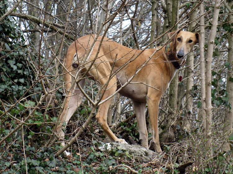 Galga Kimara (Pruna) aus San Anton sucht - happy-land.ch - Seite 6 Img_4148dezq