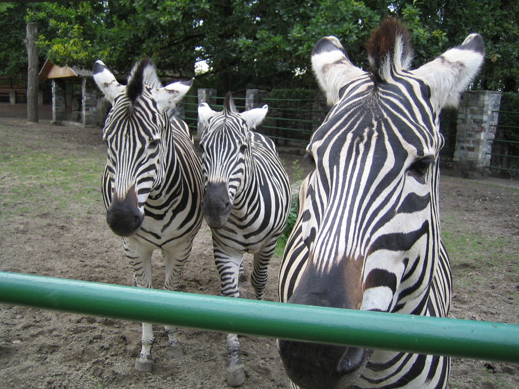 Der Hammer Tierpark Img_4175cfkf