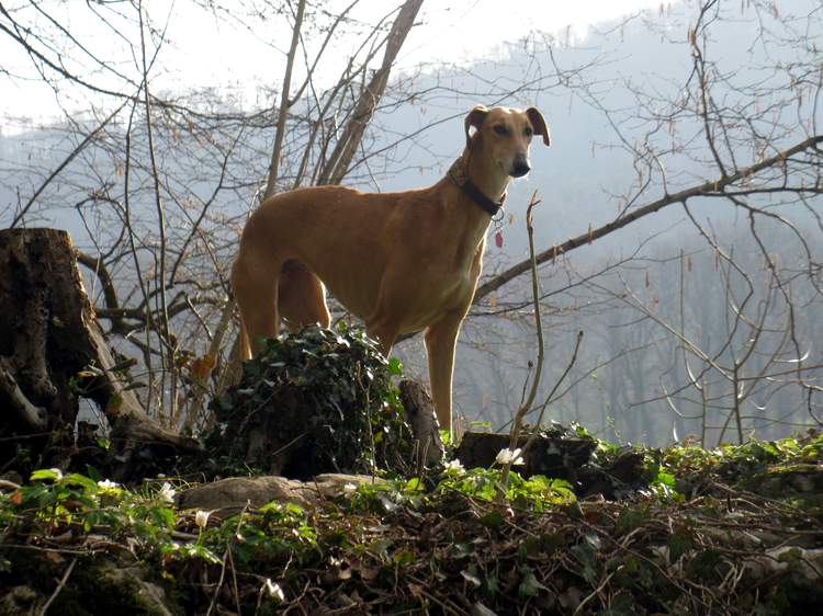 Galga Kimara (Pruna) aus San Anton sucht - happy-land.ch - Seite 7 Img_4566cqb1