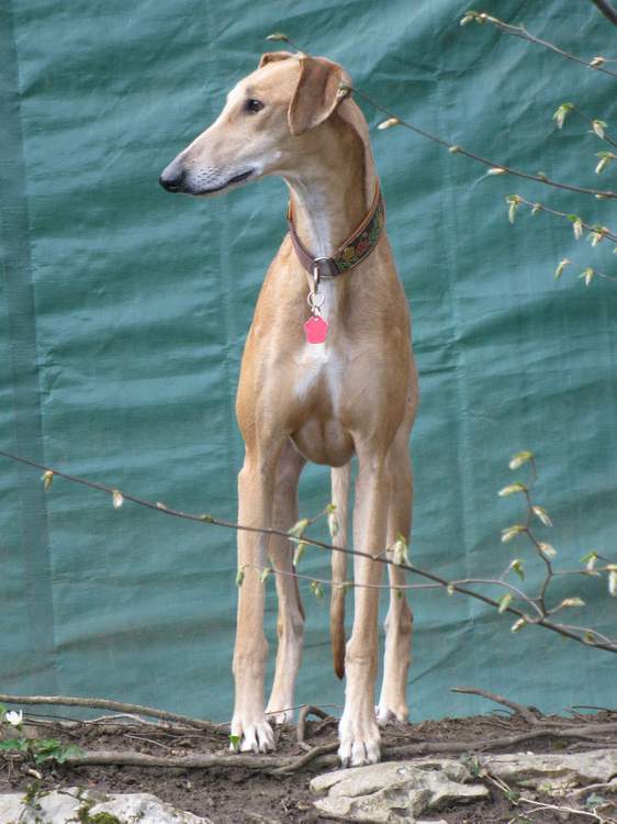 Galga Kimara (Pruna) aus San Anton sucht - happy-land.ch - Seite 7 Img_4610nw75