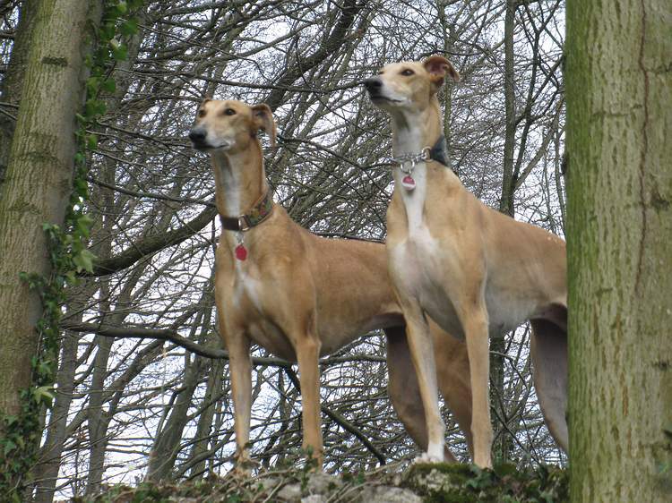 Galga Kimara (Pruna) aus San Anton sucht - happy-land.ch - Seite 7 Img_4625omm5