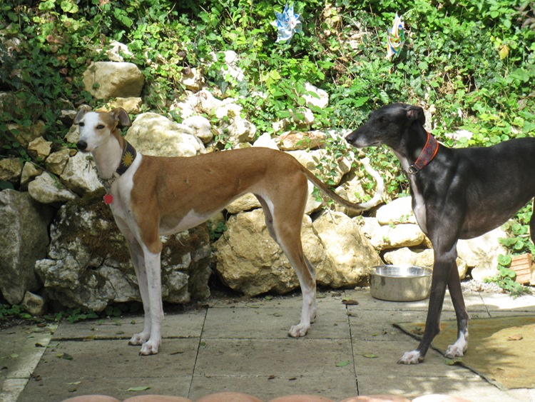 Galga INMA Img_8484rrzk