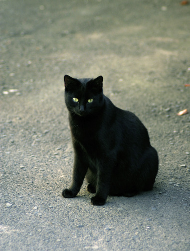 Finsterstern Kira_schwarze_katze78nz