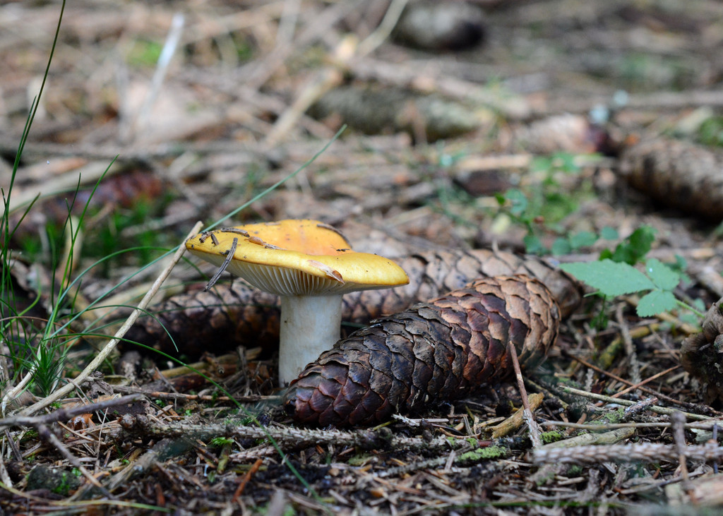 Im tiefen dunklen Harzer Wald... Mn1_0698y1yb1