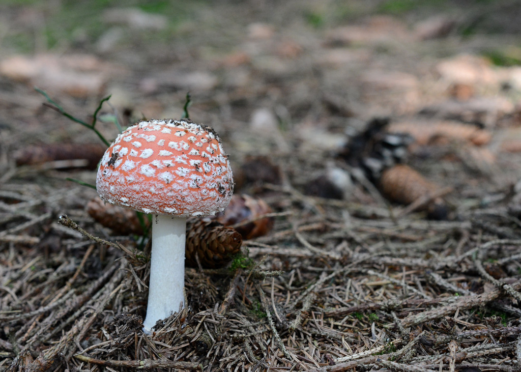 Im tiefen dunklen Harzer Wald... Mn1_0700izzf5