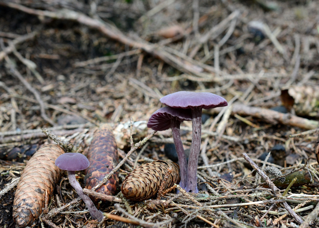 Im tiefen dunklen Harzer Wald... Mn1_0709aul7j