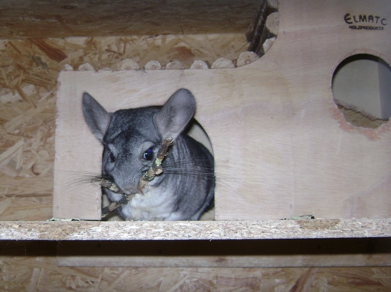 Betreuung der Chinchillas bei Abwesenheit des Halters Mqekb1