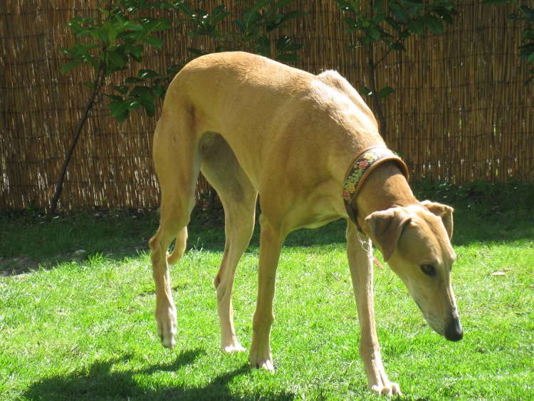 Galga Kimara (Pruna) aus San Anton sucht - happy-land.ch - Seite 7 Nachostern061cahr