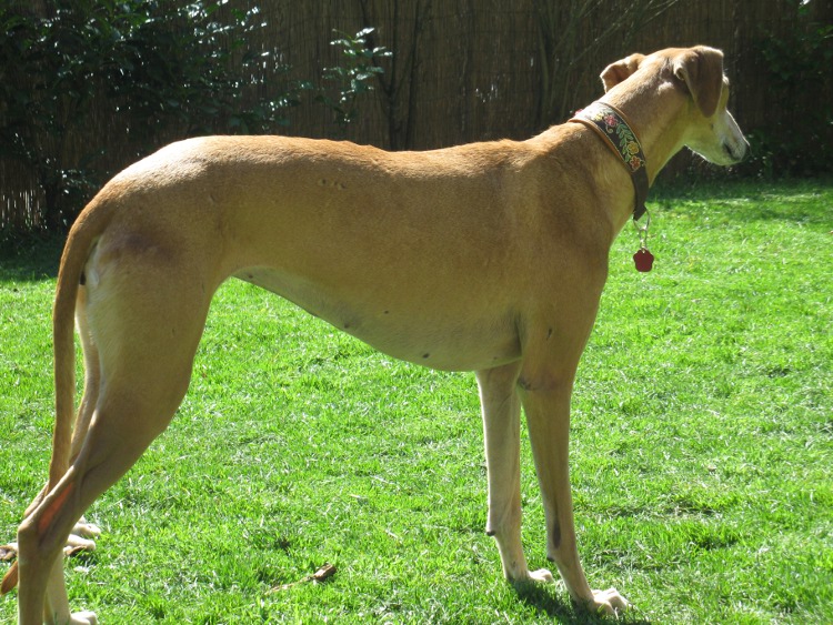 Galga Kimara (Pruna) aus San Anton sucht - happy-land.ch - Seite 7 Nachostern063aafe