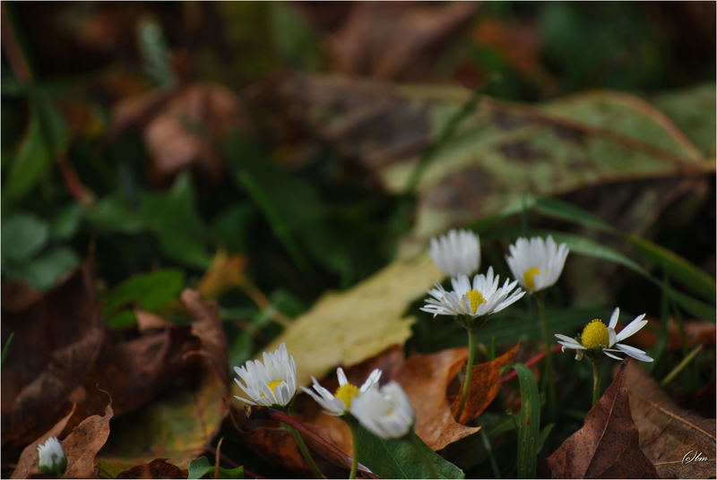 Herbst-Momente I... Okdsc_00361bk4