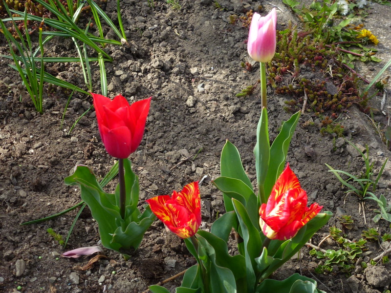 Blumenpracht im Schrebergarten P1000150lsknd