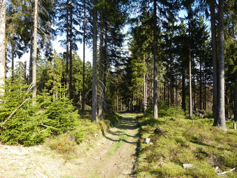 Sonnenberg und Oderteich P1000240jgrkx