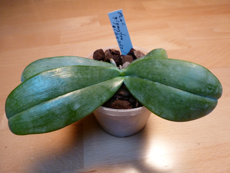 Phalaenopsis gigantea P1000311u3jg0