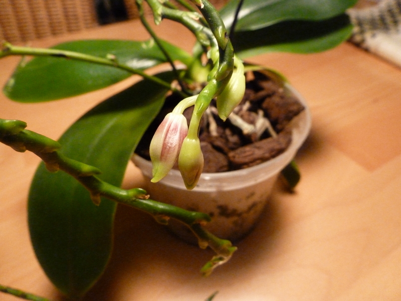 Phalaenopsis tetraspis + speciosa P1000320pjbp6