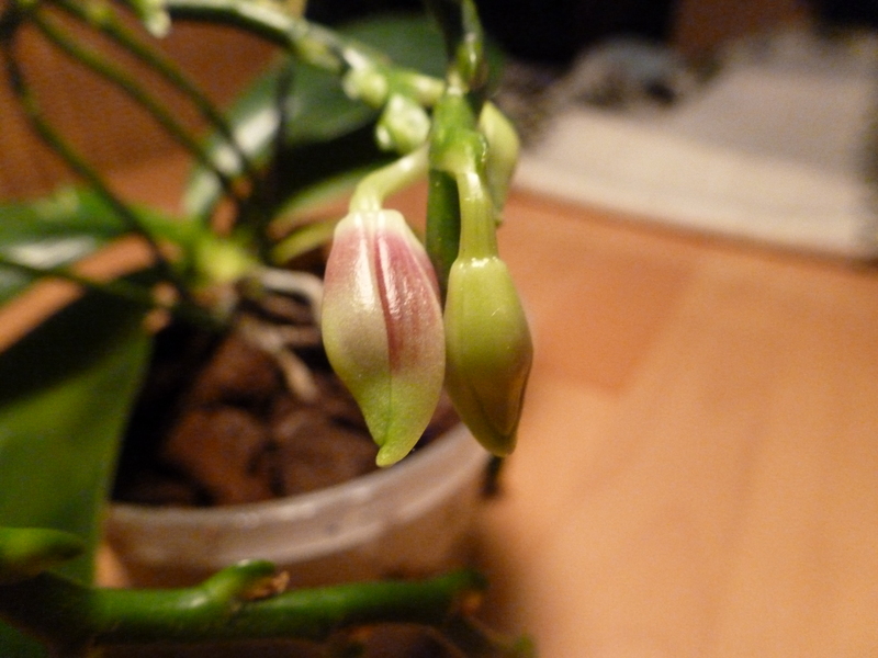 Phalaenopsis tetraspis + speciosa P1000321rqlc6