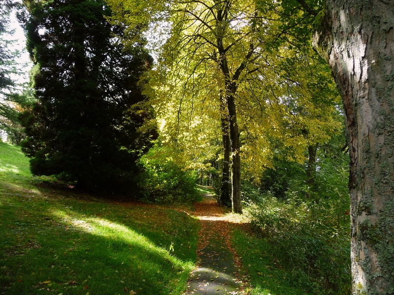 Herbstimpressionen aus dem Kurpark... P1010081oi7p