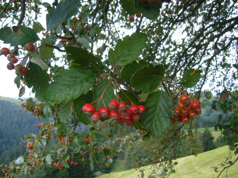 wer kann mir sagen, was das fr ein baum ist...??? P1050706uus4