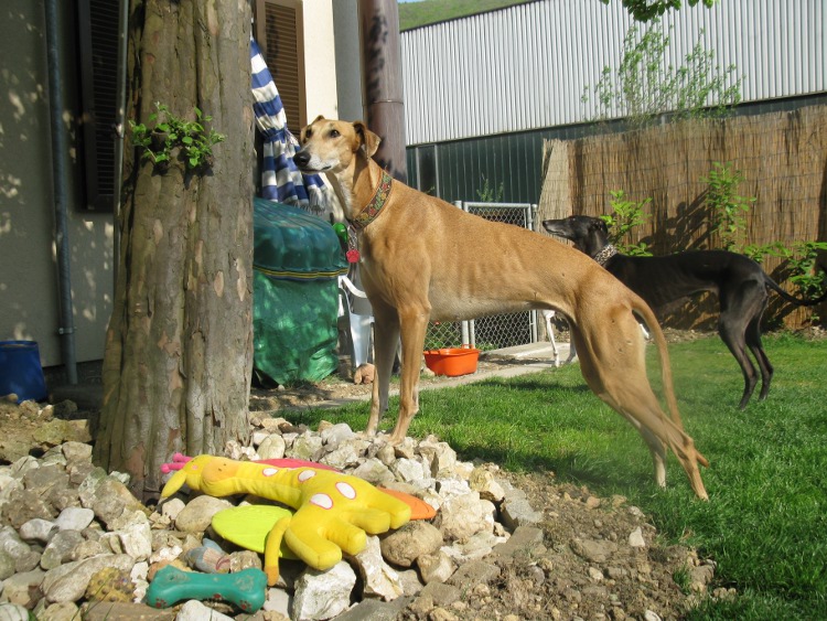 Galga Kimara (Pruna) aus San Anton sucht - happy-land.ch - Seite 7 Quittenbltenundmeiselib1tb