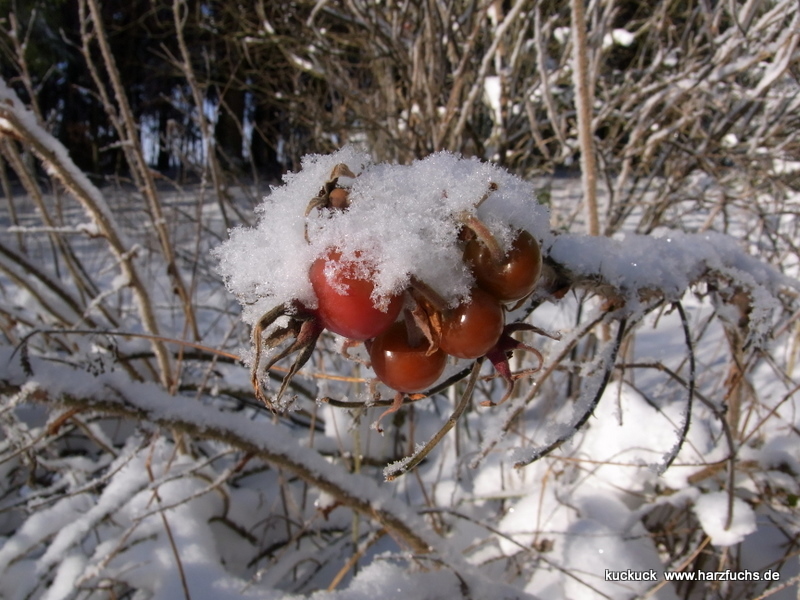 Zu: . Bilderbuchwintertag Rimg0188smlq