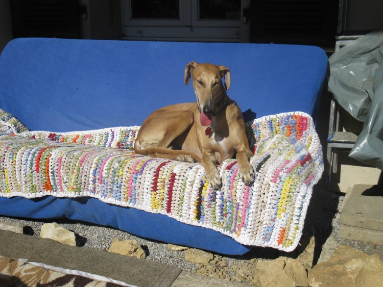 Galga Kimara (Pruna) aus San Anton sucht - happy-land.ch - Seite 7 Sonnetankennachostern0xqjs