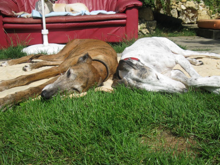 28 Galgos in Jerez in der Perrera Gesser - Seite 3 Velawandaundco024hsu2