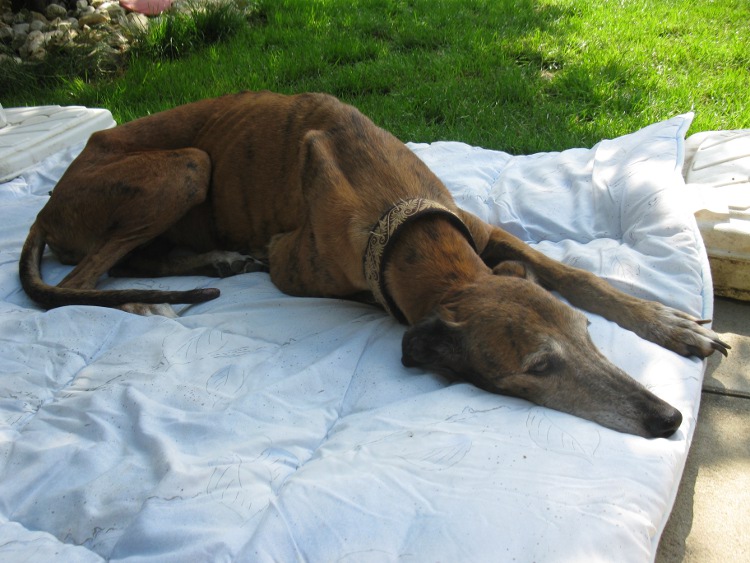 28 Galgos in Jerez in der Perrera Gesser - Seite 3 Velawandaundco039rs8f