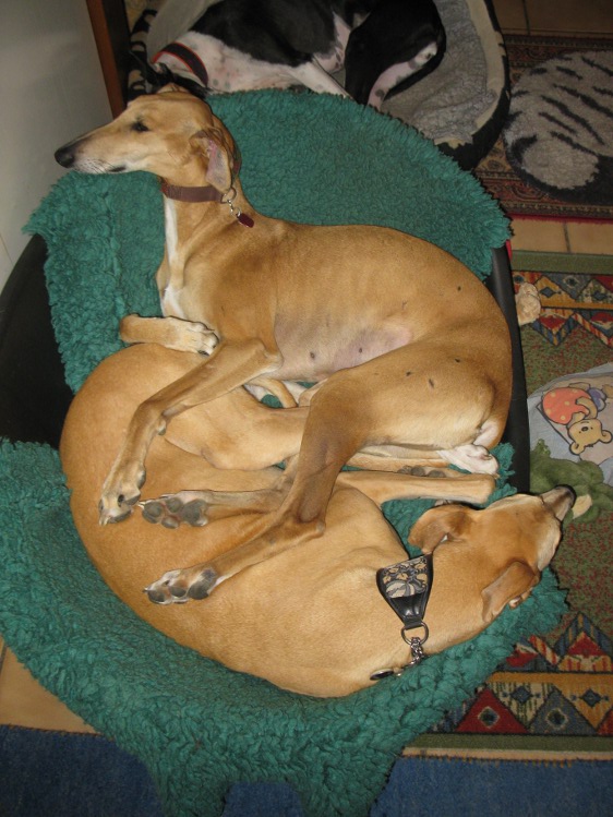 Galga Kimara (Pruna) aus San Anton sucht - happy-land.ch - Seite 7 Viquikennenlerntag0019dmw