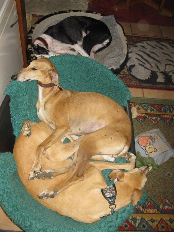 Galga Kimara (Pruna) aus San Anton sucht - happy-land.ch - Seite 7 Viquikennenlerntag0048dx1