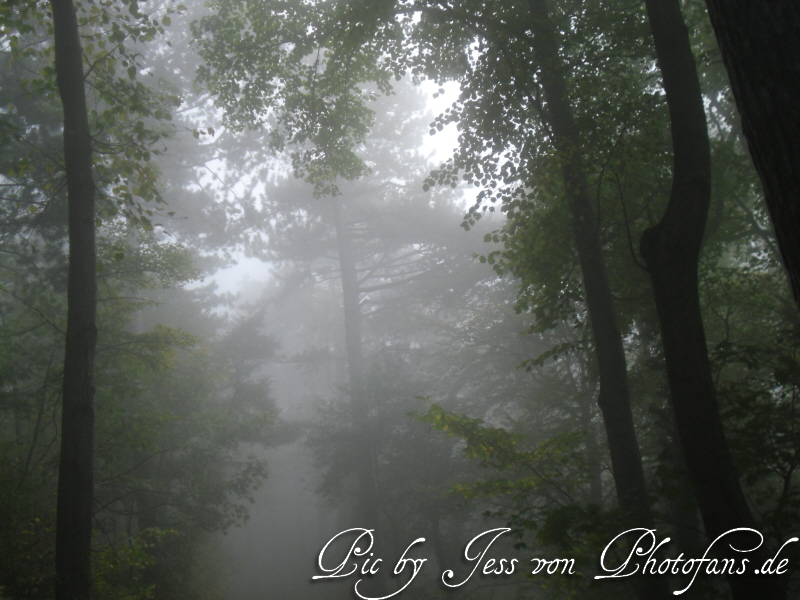 Schatten der Nacht Wald_im_nebel8ds8t