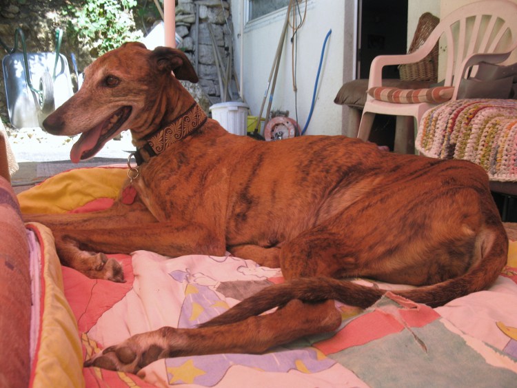 28 Galgos in Jerez in der Perrera Gesser - Seite 2 Wandahilft017famx