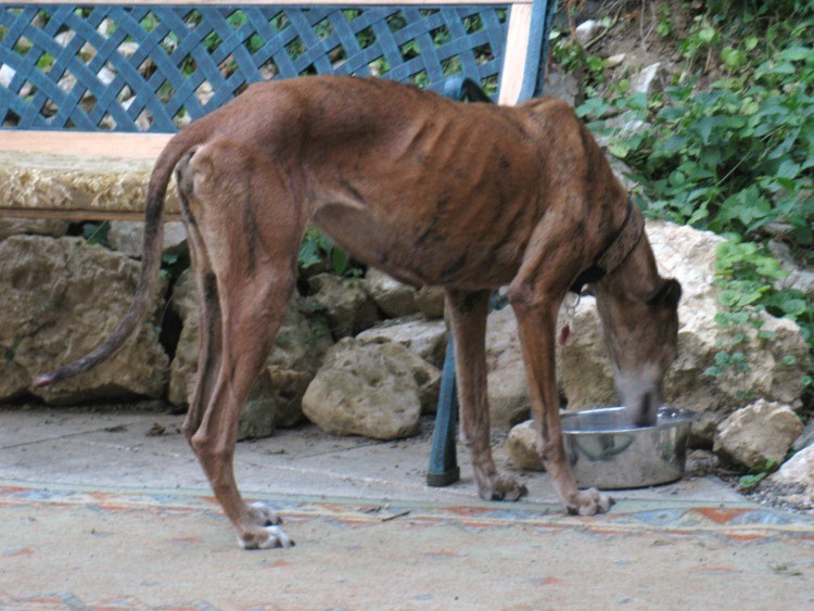 28 Galgos in Jerez in der Perrera Gesser - Seite 2 Wandahilft033dywn