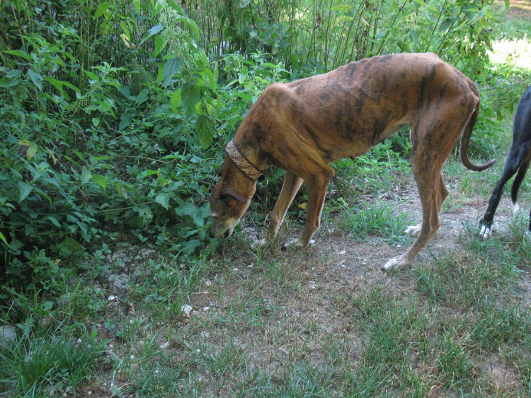 28 Galgos in Jerez in der Perrera Gesser - Seite 2 Wandameinmchen020xa00