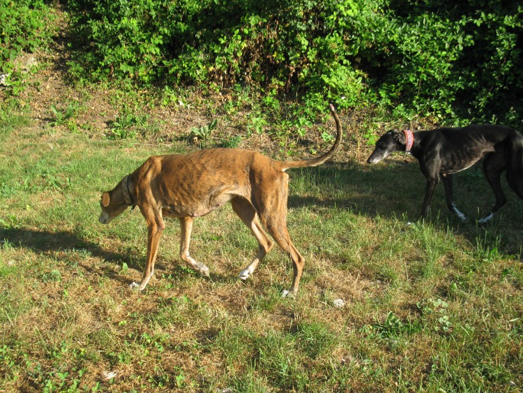 28 Galgos in Jerez in der Perrera Gesser - Seite 2 Wandameinmchen022yz9u