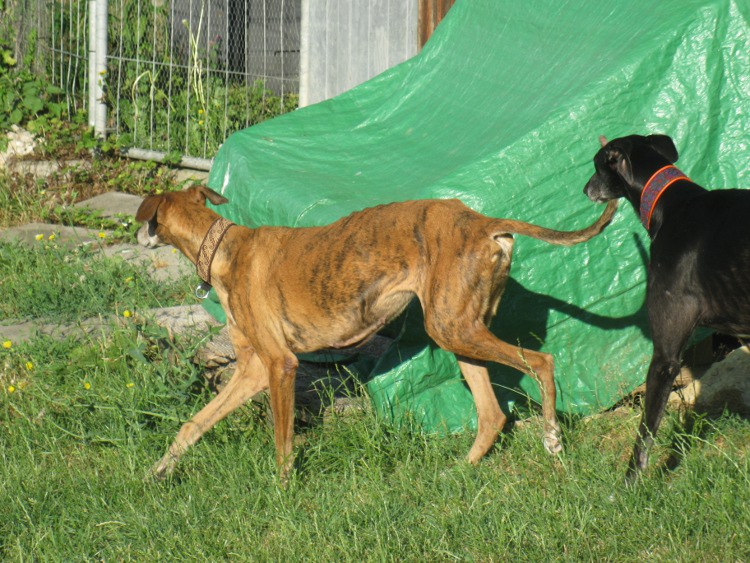 28 Galgos in Jerez in der Perrera Gesser - Seite 2 Wandameinmchen023rahv