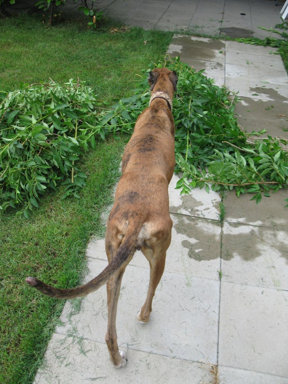 28 Galgos in Jerez in der Perrera Gesser - Seite 3 Wandamitjuliaundco022i31t