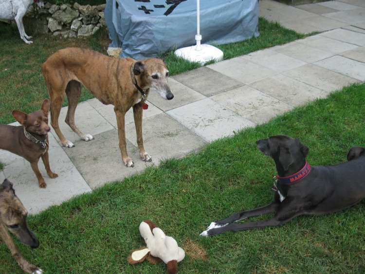 28 Galgos in Jerez in der Perrera Gesser - Seite 3 Wandamitjuliaundco030r0bn