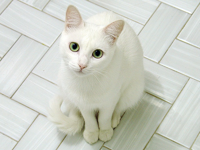 Seidenstern  Whitecatgreeneyes6yq5