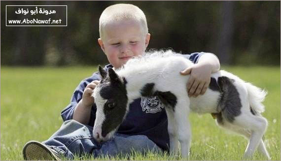 أصغر حصان بالعالم   Smallest-horse-in-the-world-2