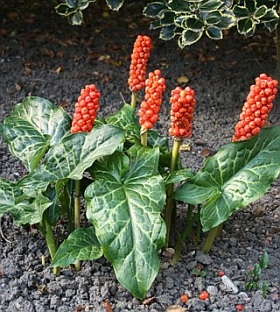 Arum italicum 3600-arum-italicum-lords-and-ladies