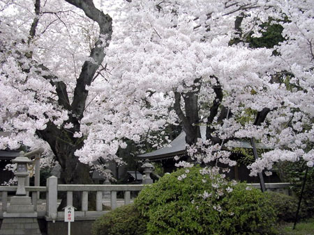 صور للساكورا في اليابان Sakura_flowers